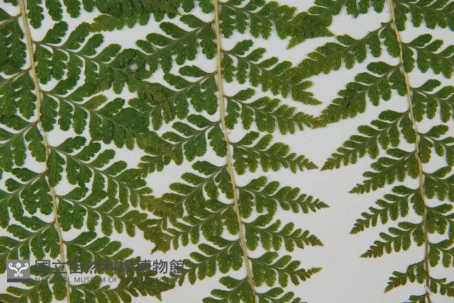 熱帶鱗蓋蕨藏品圖，第4張