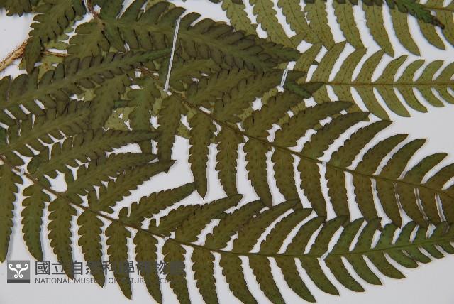 登錄號:P012305藏品圖，第4張