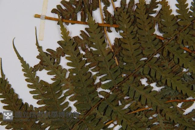 奄美短腸蕨藏品圖，第7張