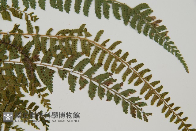 韓氏耳蕨藏品圖，第4張