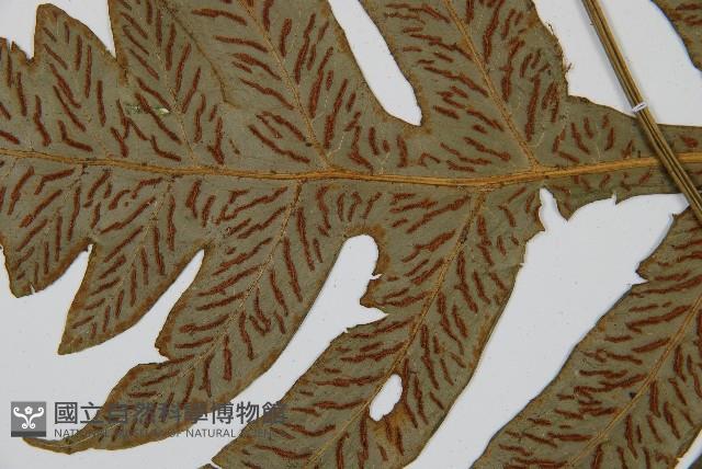 網脈雙蓋蕨藏品圖，第7張