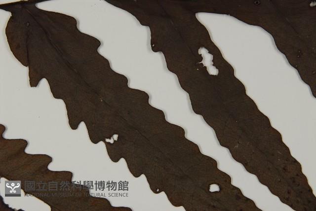 蛇脈三叉蕨藏品圖，第4張