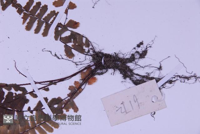 生芽鐵角蕨藏品圖，第4張