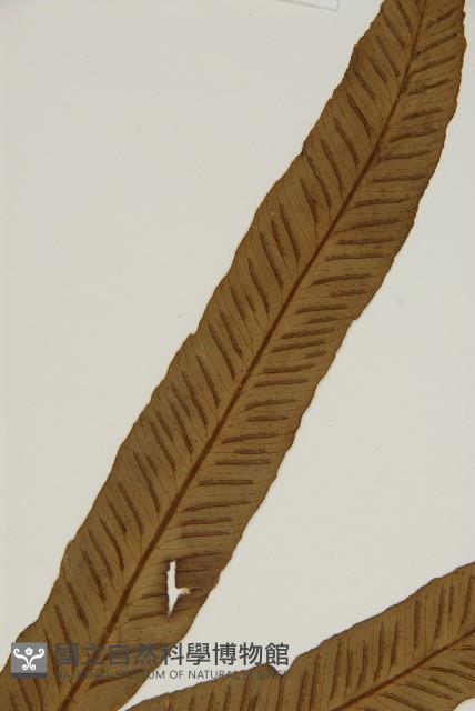 南海鐵角蕨藏品圖，第4張