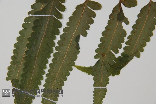 臺北鱗蓋蕨藏品圖，第4張