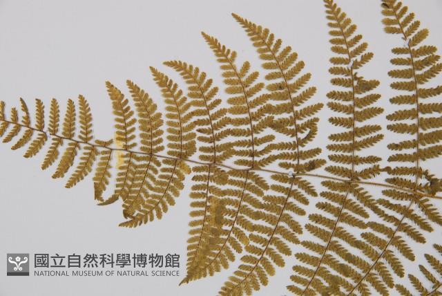 粗柄毛冷蕨藏品圖，第4張