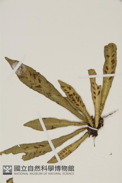 叢葉鐵角蕨藏品圖，第4張