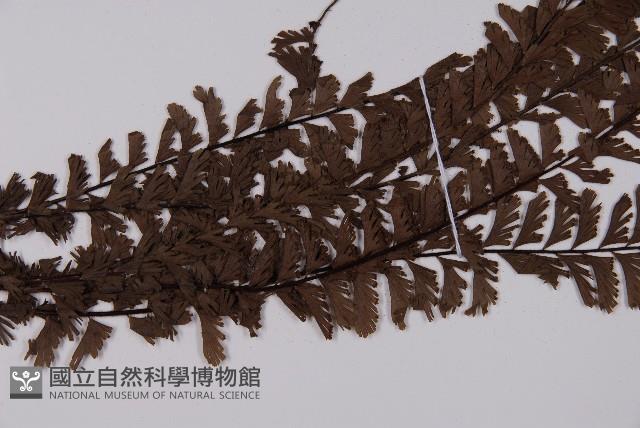 鞭葉鐵線蕨藏品圖，第4張