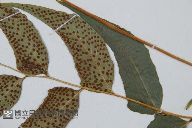 披針貫眾蕨藏品圖，第4張