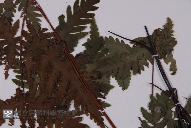薄葉三叉蕨藏品圖，第4張