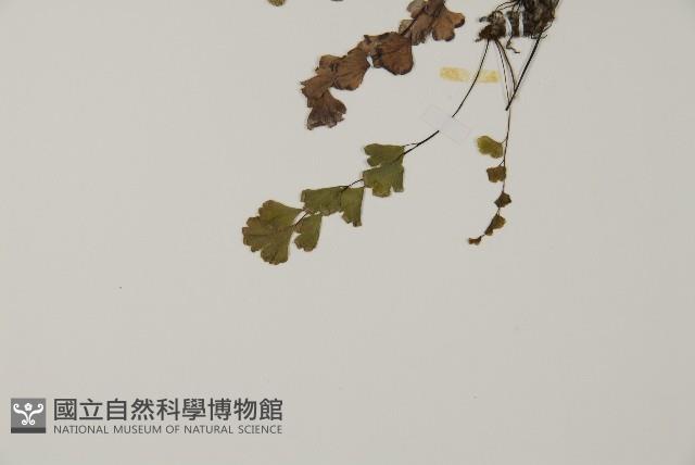 鐵線蕨藏品圖，第4張