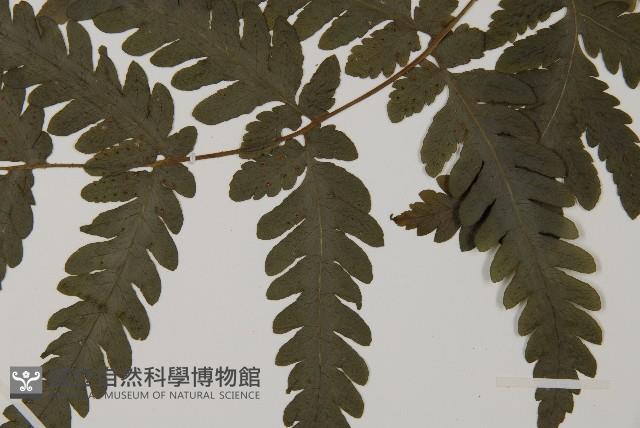 薄葉擬肋毛蕨藏品圖，第4張