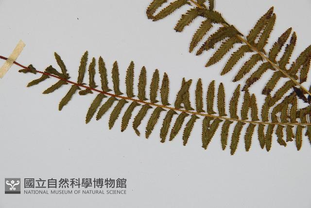 岩穴蕨藏品圖，第4張