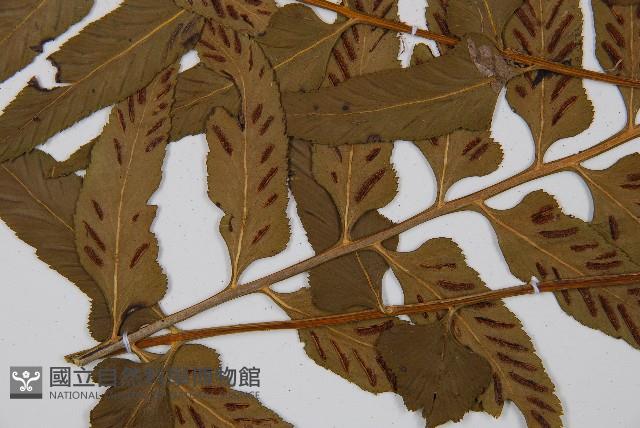 萊氏鐵角蕨藏品圖，第4張