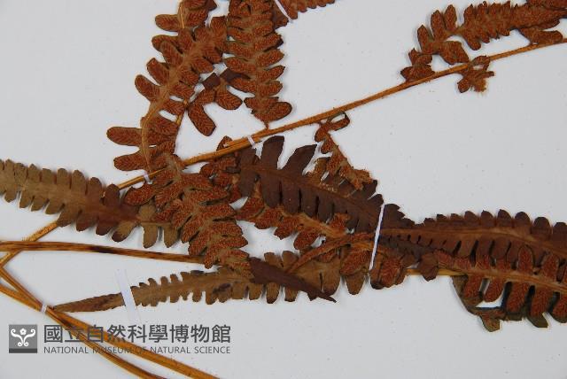 假蹄蓋蕨藏品圖，第4張