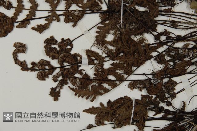 登錄號:P004715藏品圖，第4張