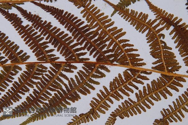 希陶蹄蓋蕨藏品圖，第4張