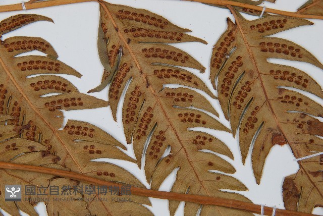 生芽狗脊蕨、頂芽狗脊蕨藏品圖，第4張