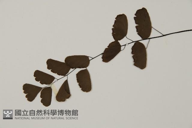 半月形鐵線蕨藏品圖，第4張