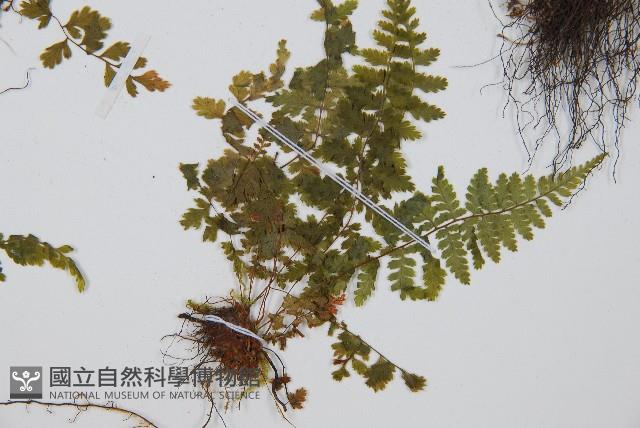 登錄號:P004015藏品圖，第4張