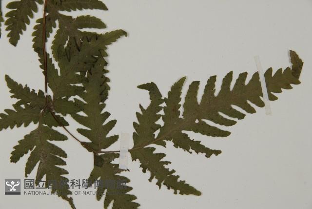 薄葉三叉蕨藏品圖，第4張