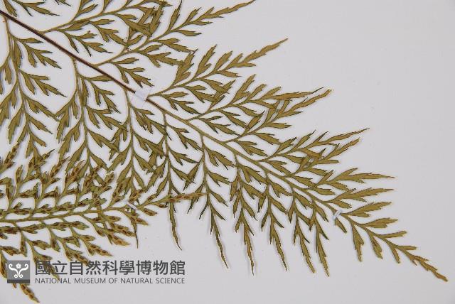 威氏鐵角蕨藏品圖，第4張