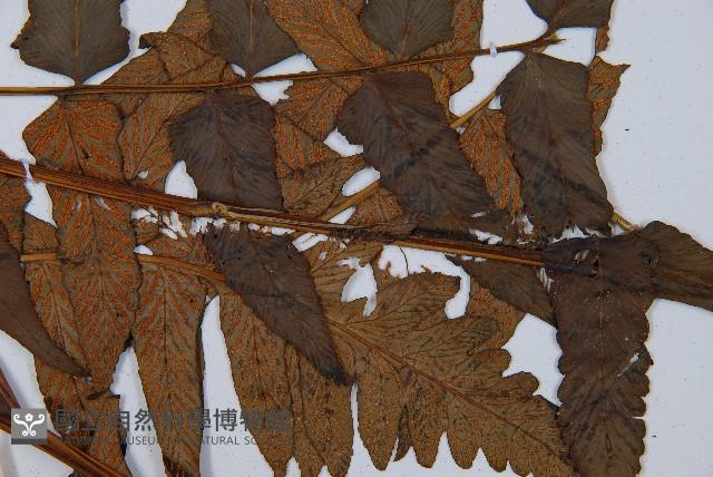 闊葉短腸蕨藏品圖，第7張