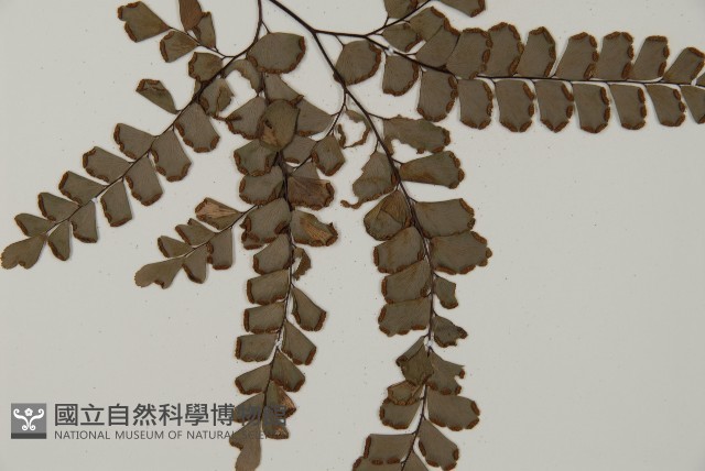扇葉鐵線蕨藏品圖，第3張