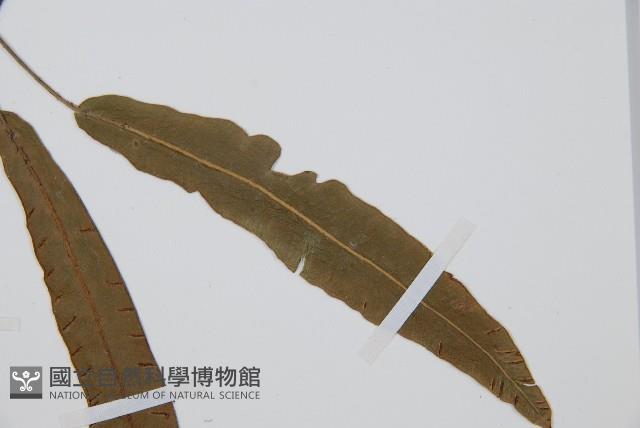 單葉雙蓋蕨藏品圖，第4張