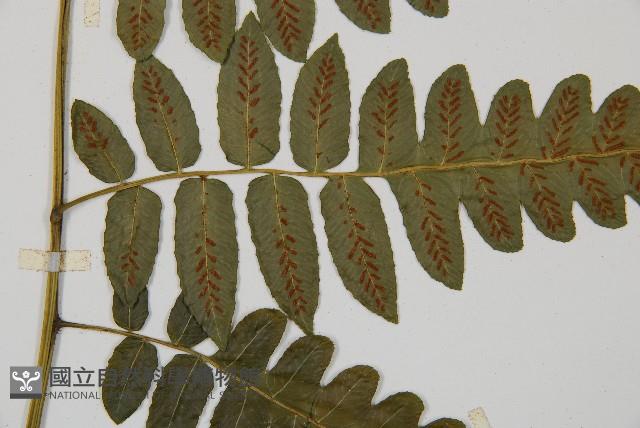 毛柄短腸蕨藏品圖，第4張