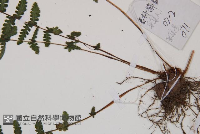 麥稈蹄蓋蕨藏品圖，第4張