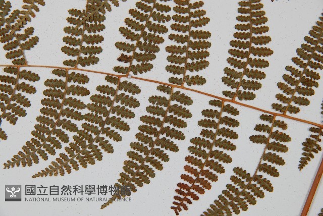 刺柄碗蕨藏品圖，第4張