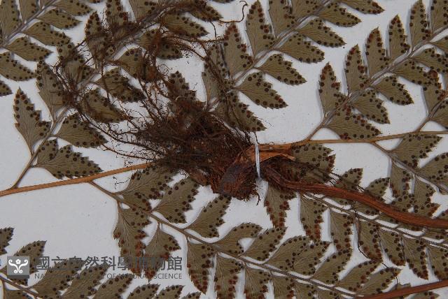 斜方複葉耳蕨藏品圖，第3張