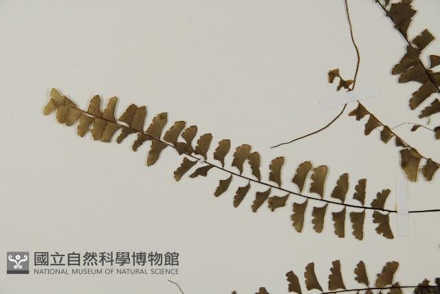愛氏鐵線蕨藏品圖，第4張