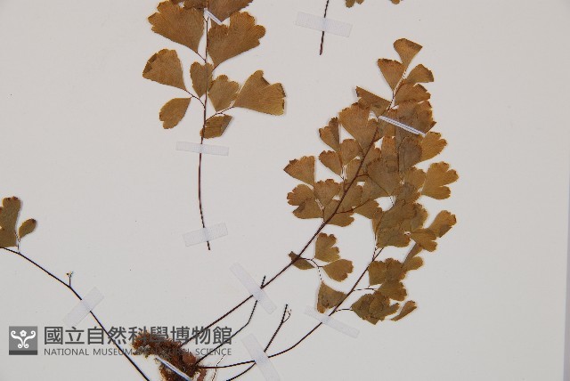 鐵線蕨藏品圖，第3張