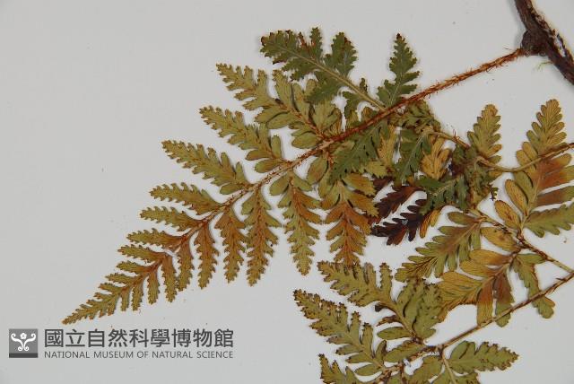 陰石蕨藏品圖，第4張