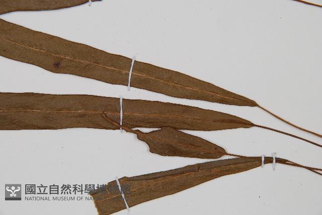 單葉雙蓋蕨藏品圖，第4張