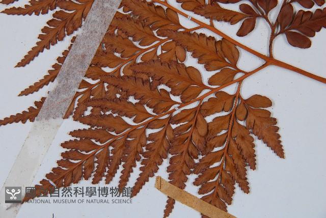 闊葉骨碎補藏品圖，第2張