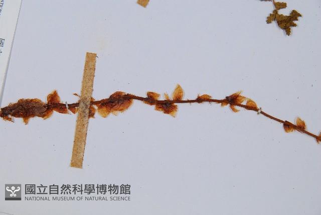 腺鱗毛蕨藏品圖，第4張