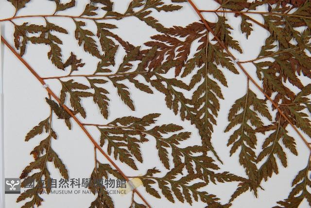 大葉骨碎補、台灣骨碎補、骨碎補藏品圖，第4張