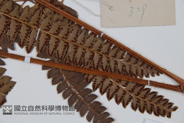 斜方複葉耳蕨藏品圖，第3張