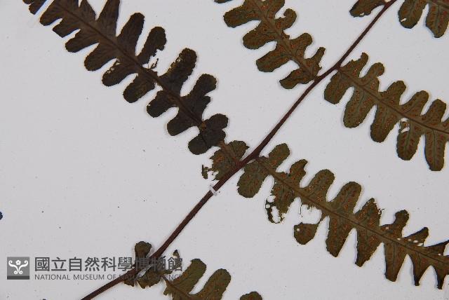 黑葉貞蕨藏品圖，第4張