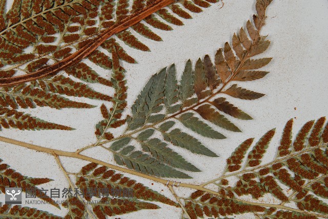 小葉複葉耳蕨藏品圖，第7張