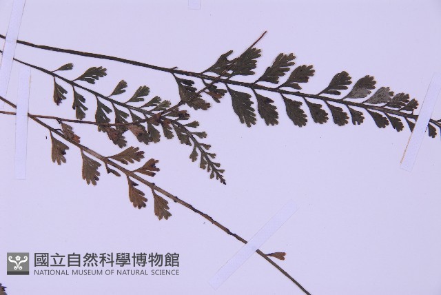 長生鐵角蕨藏品圖，第4張