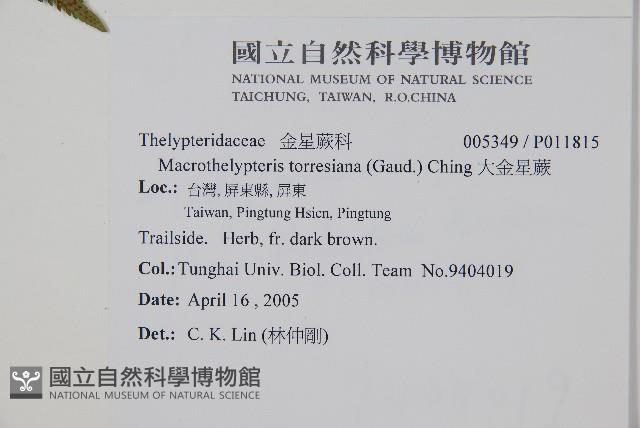 肋毛蕨藏品圖，第4張