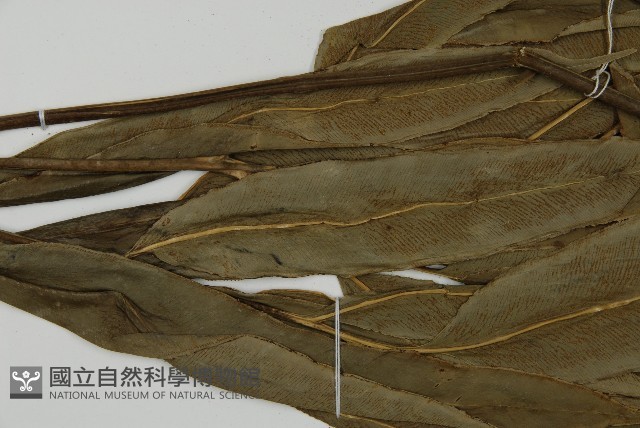 日本鳳丫蕨藏品圖，第4張