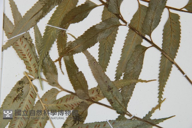 蘭嶼鐵角蕨藏品圖，第4張
