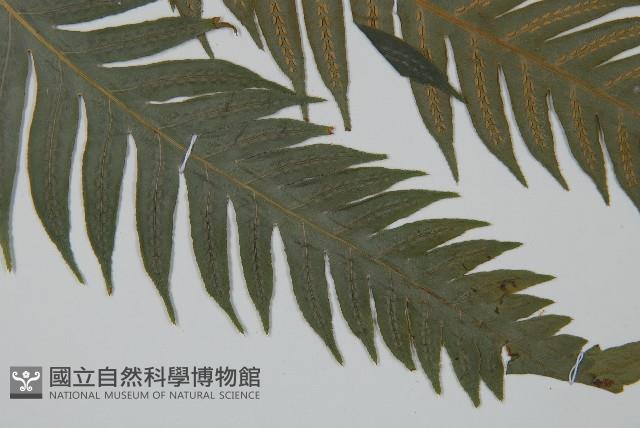 臺灣狗脊蕨藏品圖，第3張