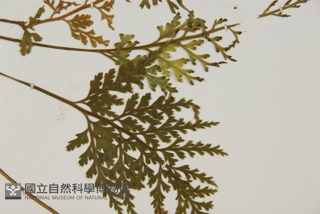 骨碎補鐵角蕨藏品圖，第4張