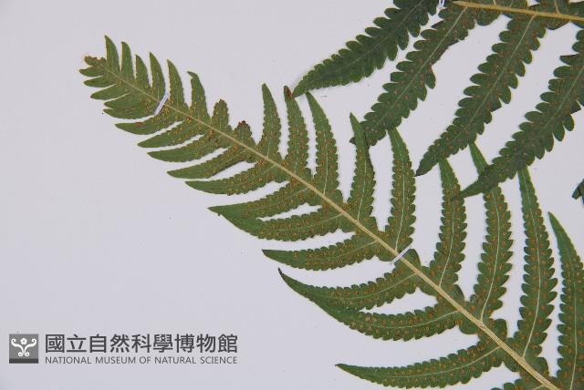 東亞假鱗毛蕨藏品圖，第4張